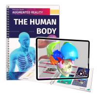 The human body